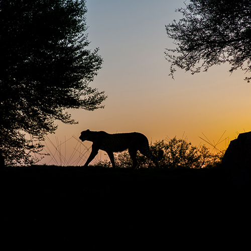 Wild Life Photographer in Dubai